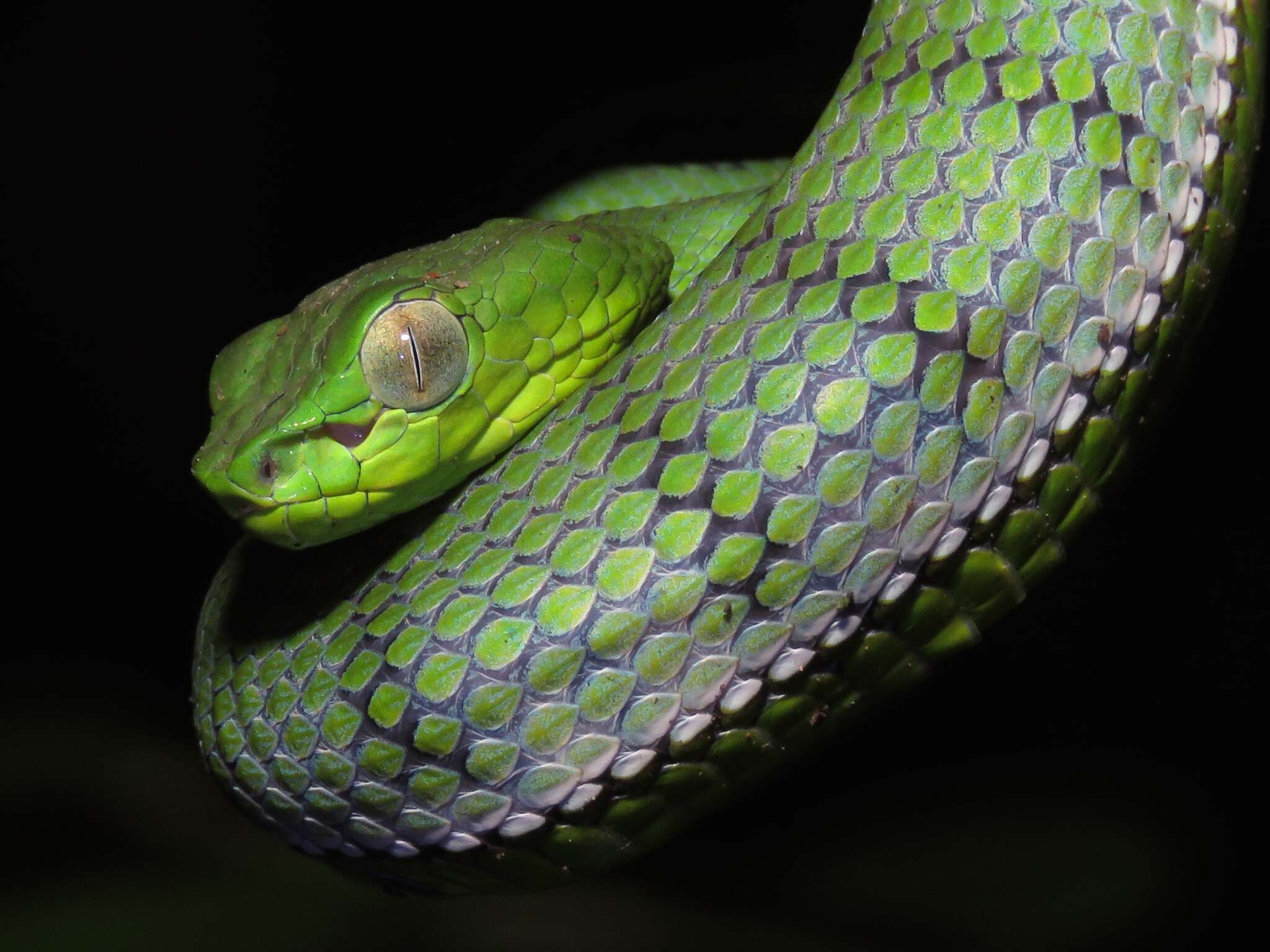 Image of Malcolm’s pitviper