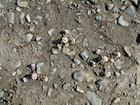 Image of Cochlearia groenlandica L.