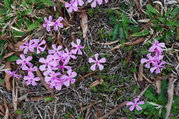 Image of trailing phlox