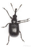 Image of Mecorhis aethiops Alonso-Zarazaga ex Löbl & Smetana