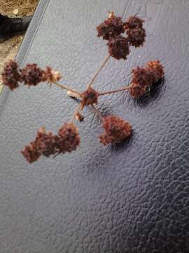 Imagem de Eriogonum fasciculatum Benth.