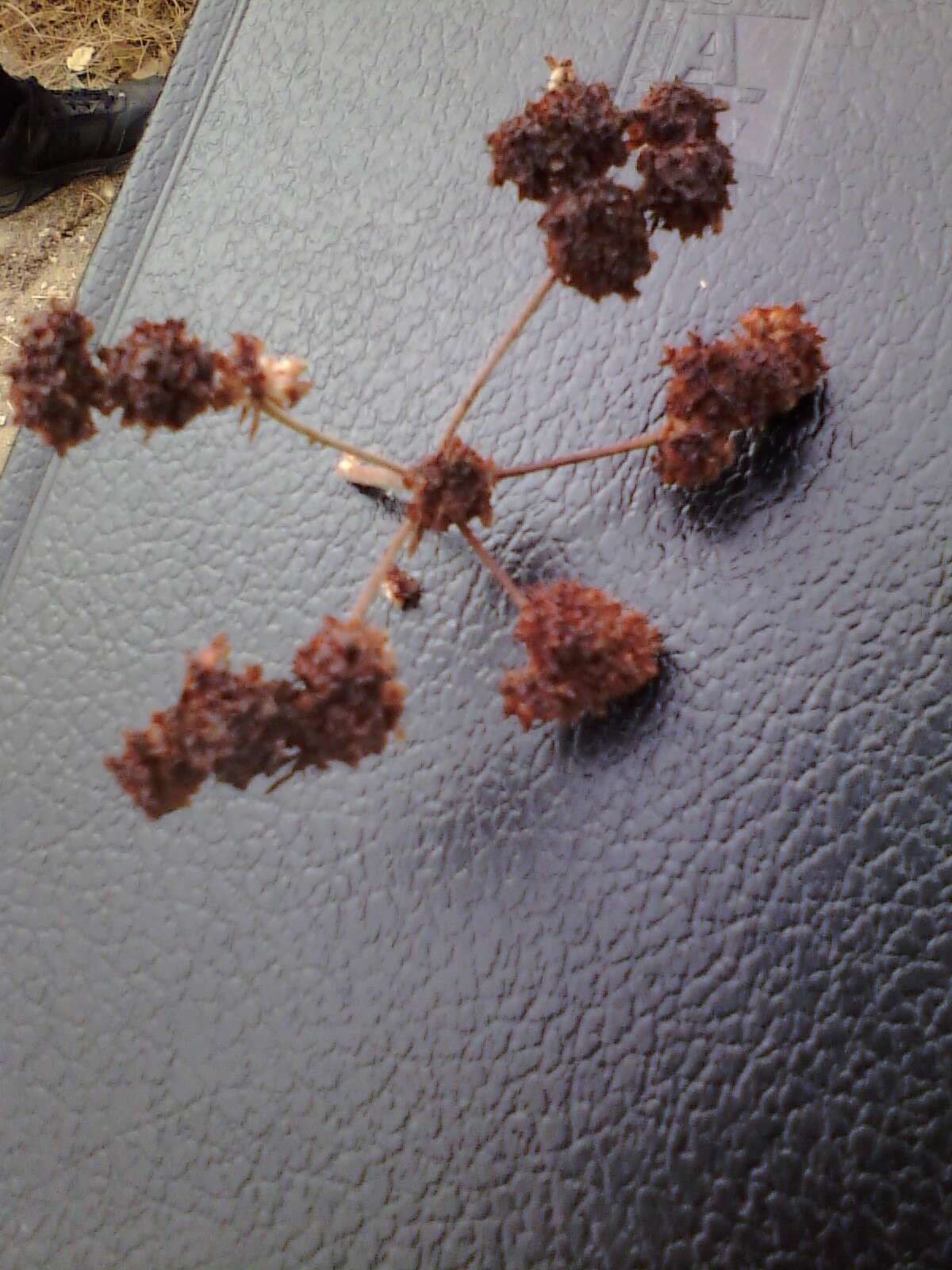 Image of California Buckwheat