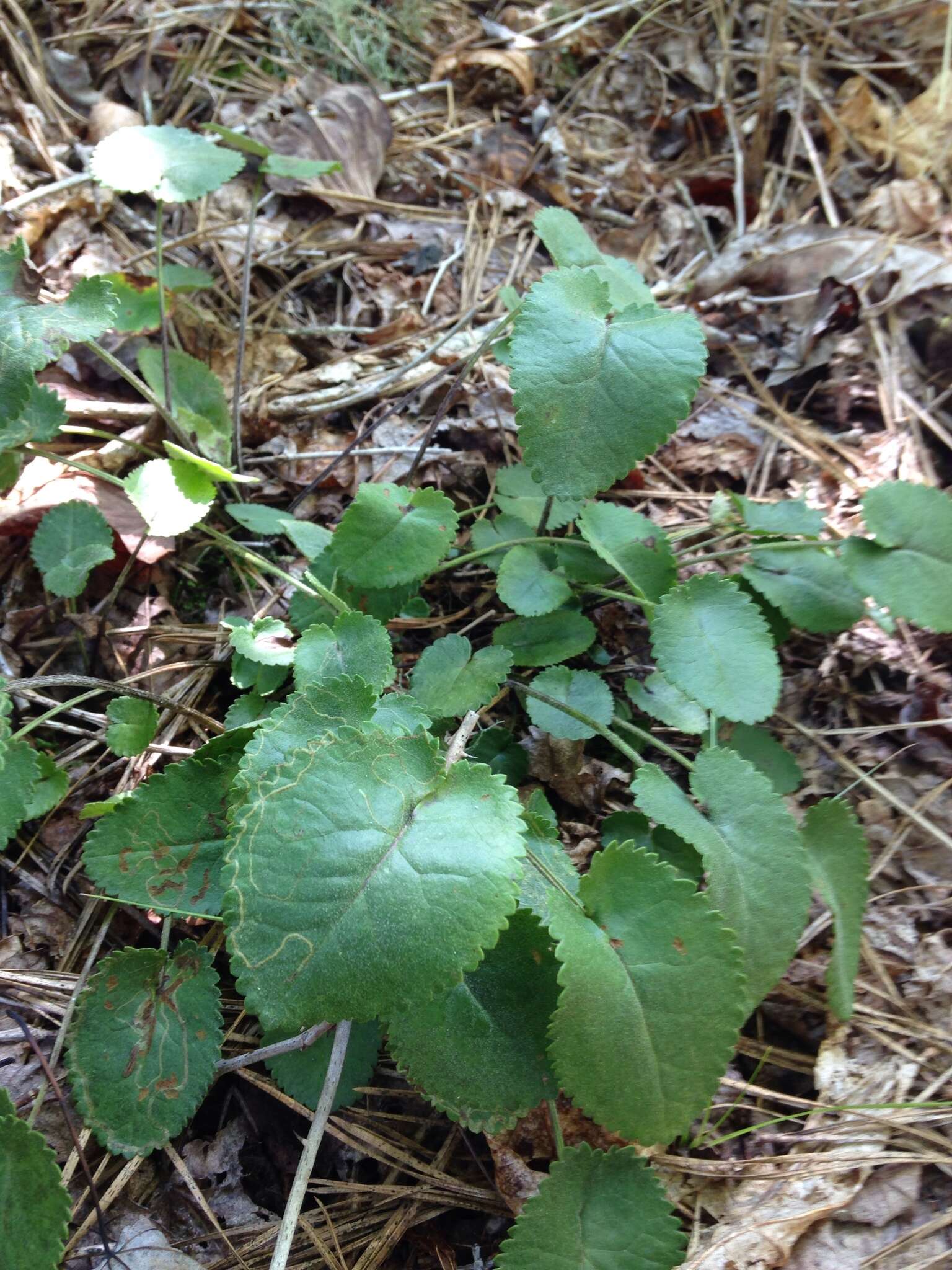 Image of serpentine ragwort