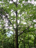 Image of Chinese Sweetgum