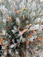 صورة Eremophila glabra subsp. murrayana