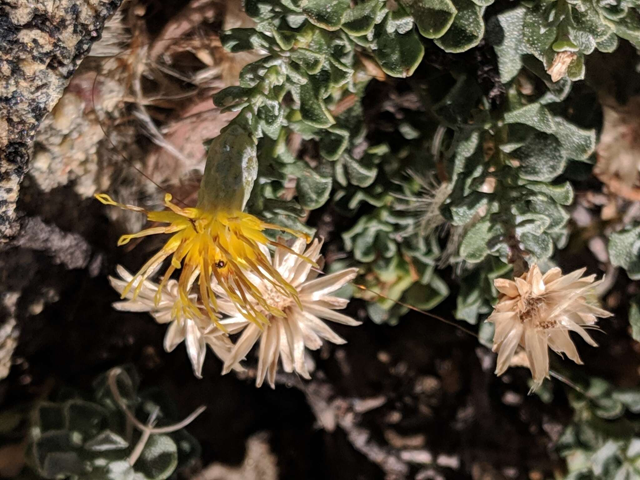 Image of cliff goldenbush