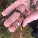 Image of Yellow-bellied House Snake