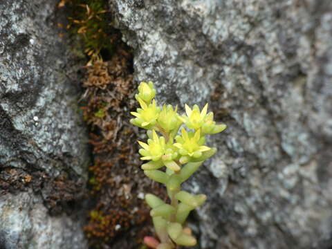 Image of annual stonecrop