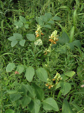 Image of Lathyrus davidii Hance