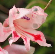 Plancia ëd Gladiolus nigromontanus Goldblatt