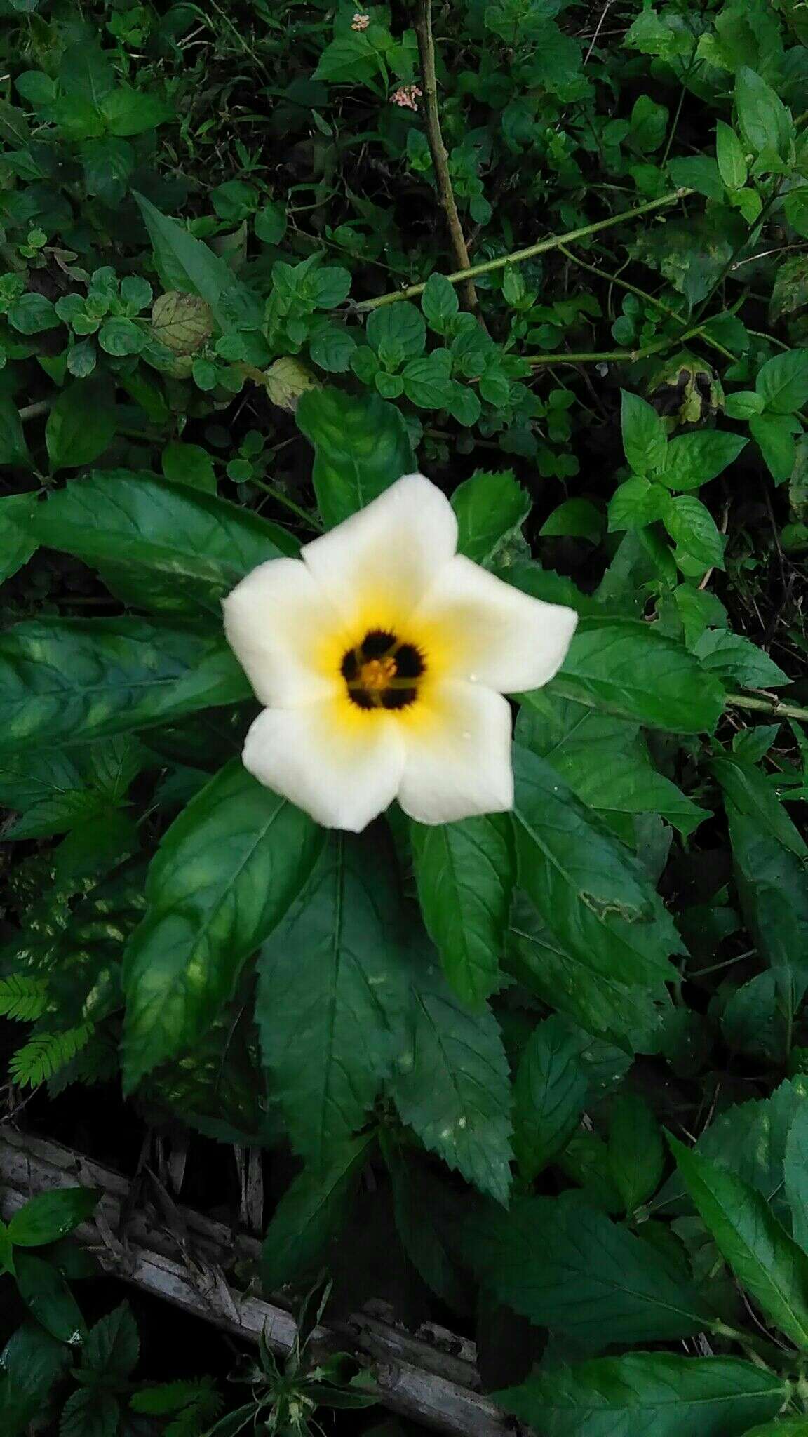 Image of Politician's Flower