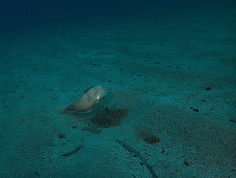 Image of Cleaver Wrasse