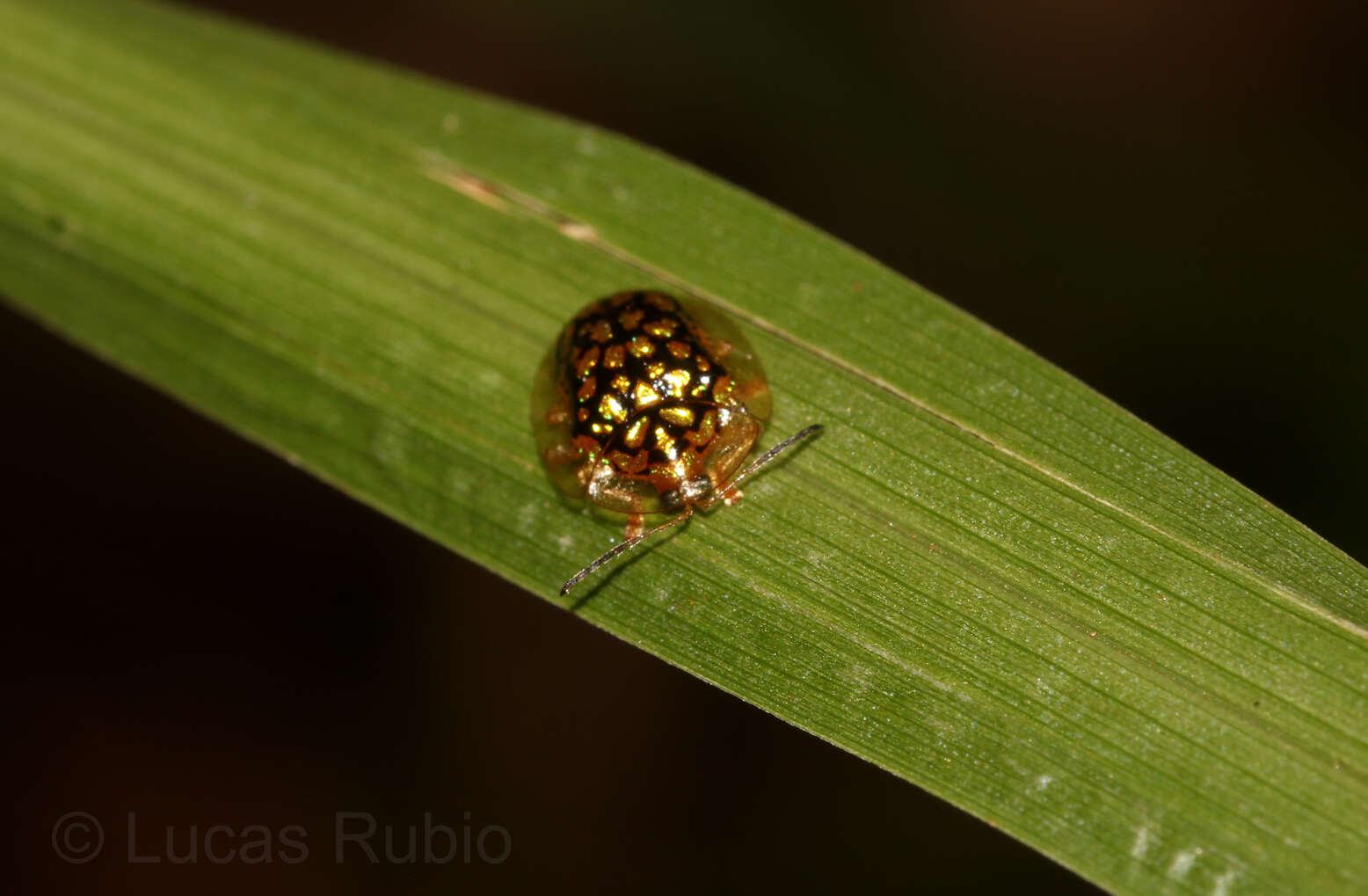 Image of Cteisella confusa (Boheman 1855)