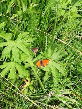 Sivun <i>Lycaena hippothoe eurydame</i> kuva