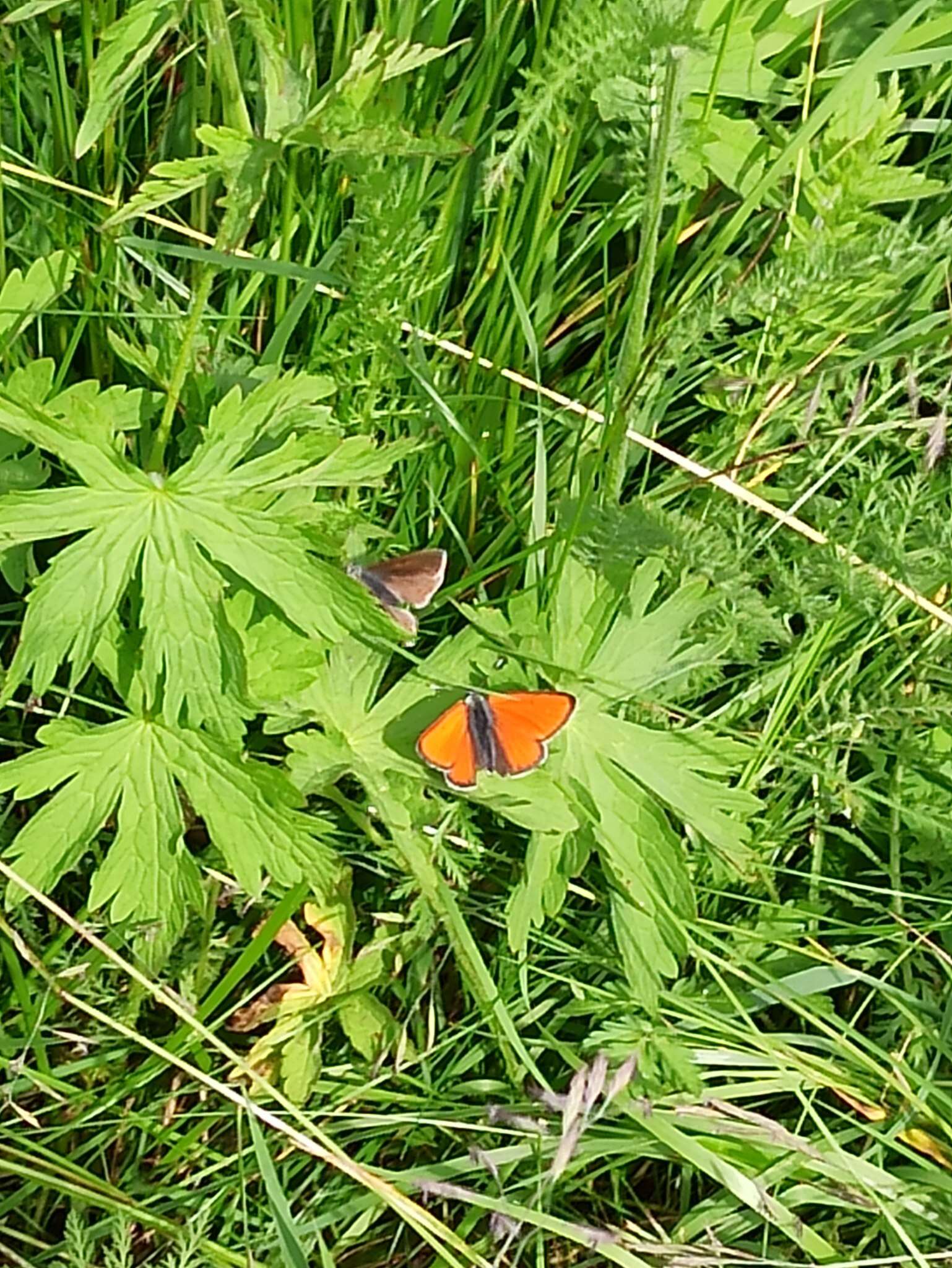 Image of <i>Lycaena hippothoe eurydame</i>