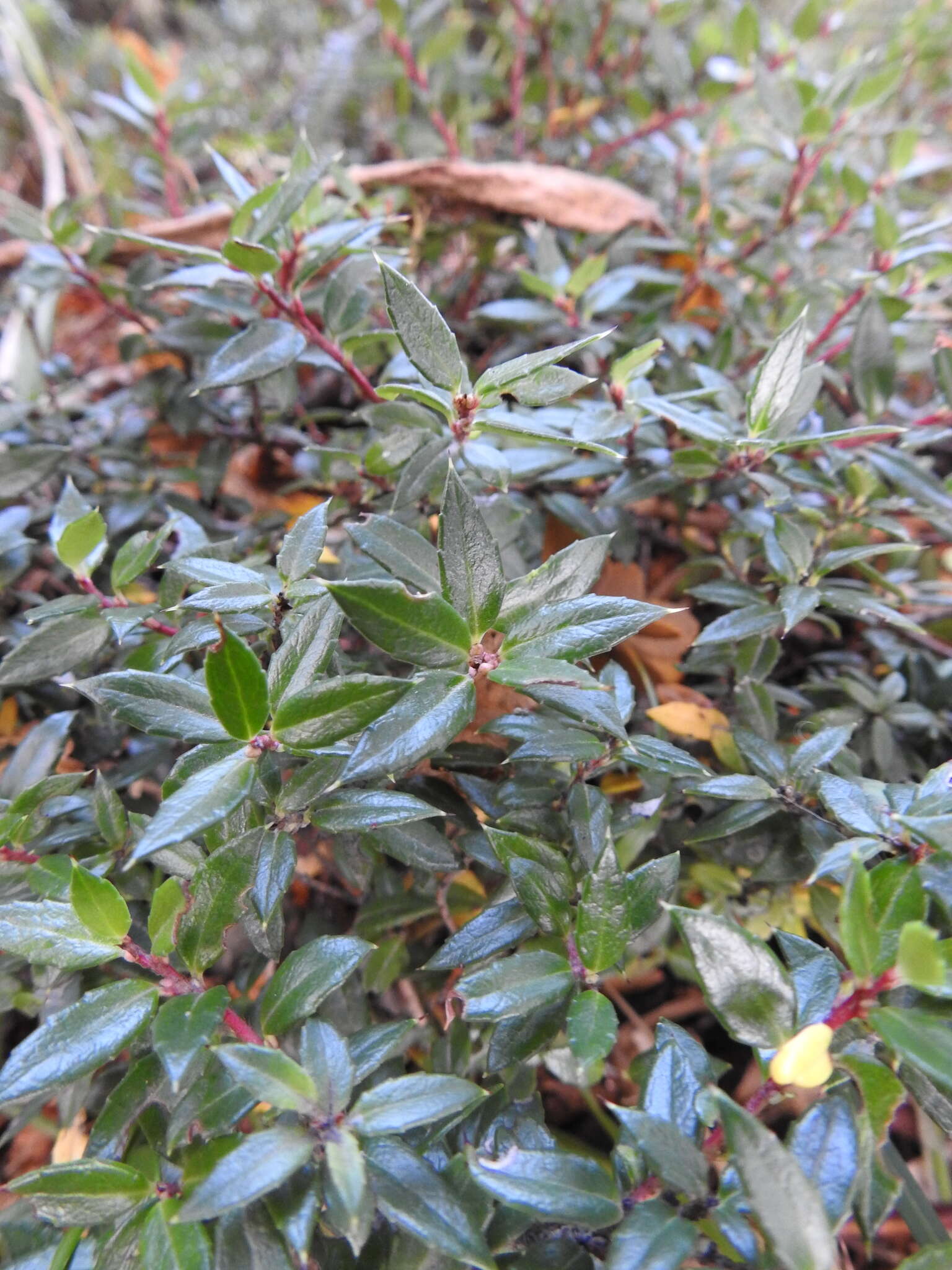 Image of Gaultheria mucronata (L. fil.) E. J. Remy