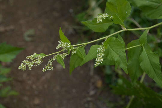 Image of Alpine Fleeceflower