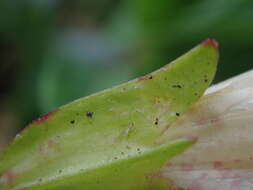 Image of Erythranthe hybrida (Siebert & Voss) Silverside