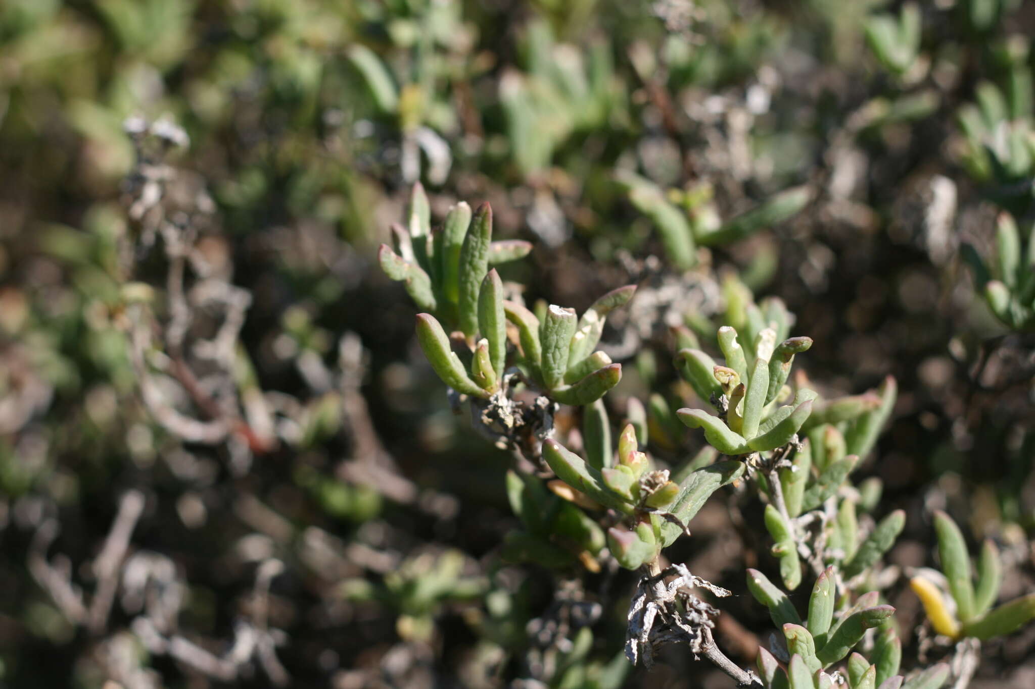 Imagem de Delosperma truteri Lavis