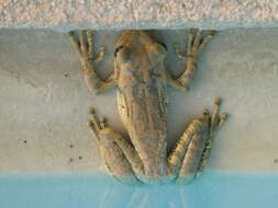 Image of Hispaniolan Common Treefrog