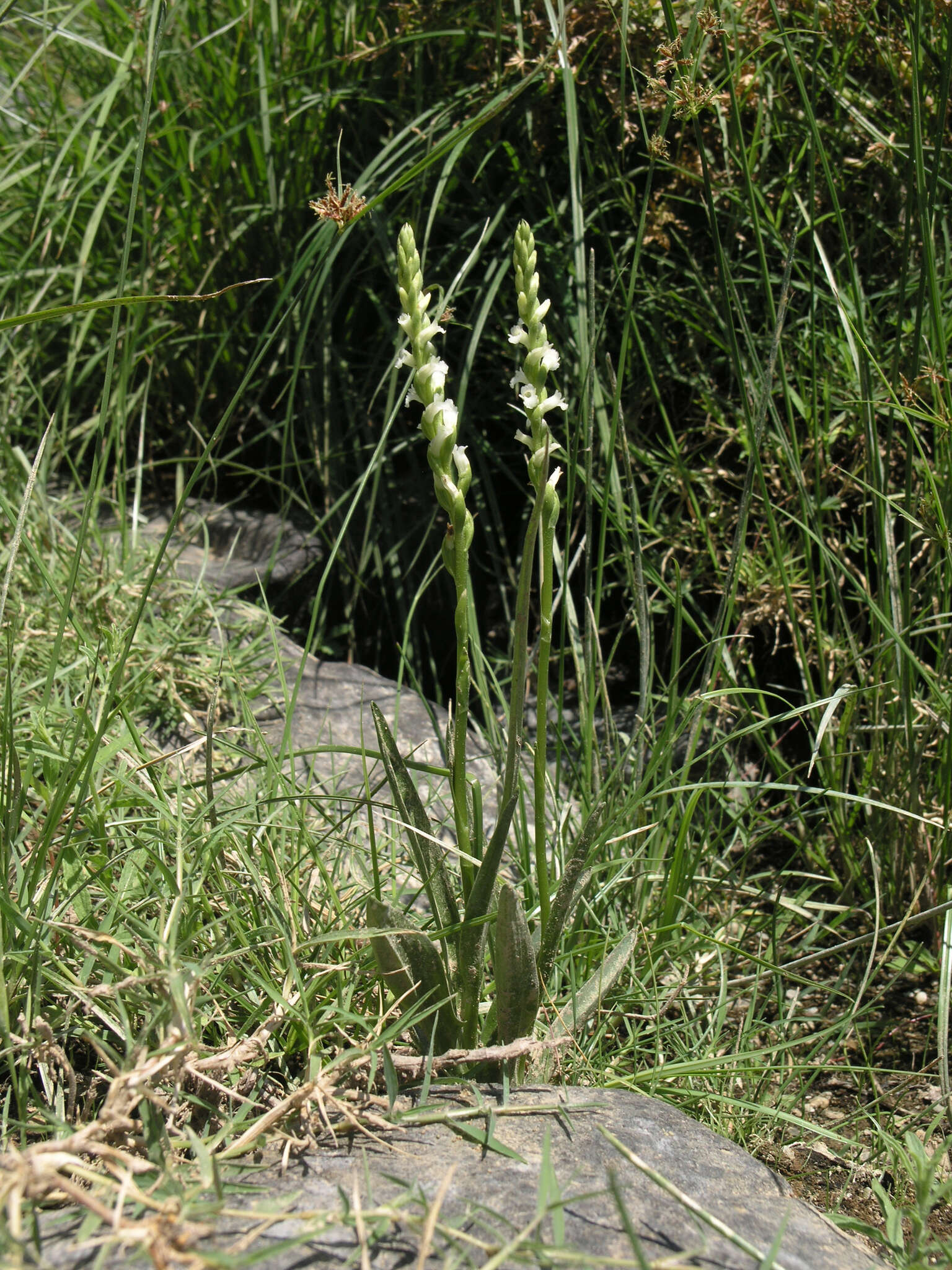 Image of Summer lady's-tresses