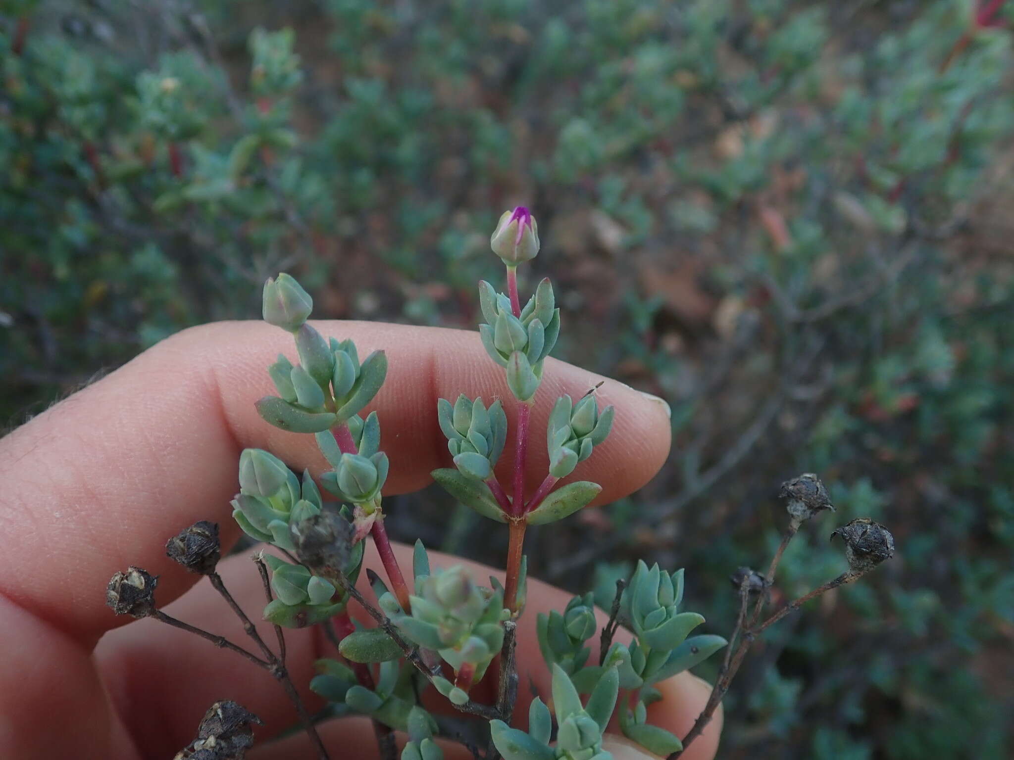 Image of Ruschiella argentea (L. Bol.) Klak