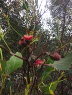 Image of Eucalyptus vesiculosa Brooker & Hopper