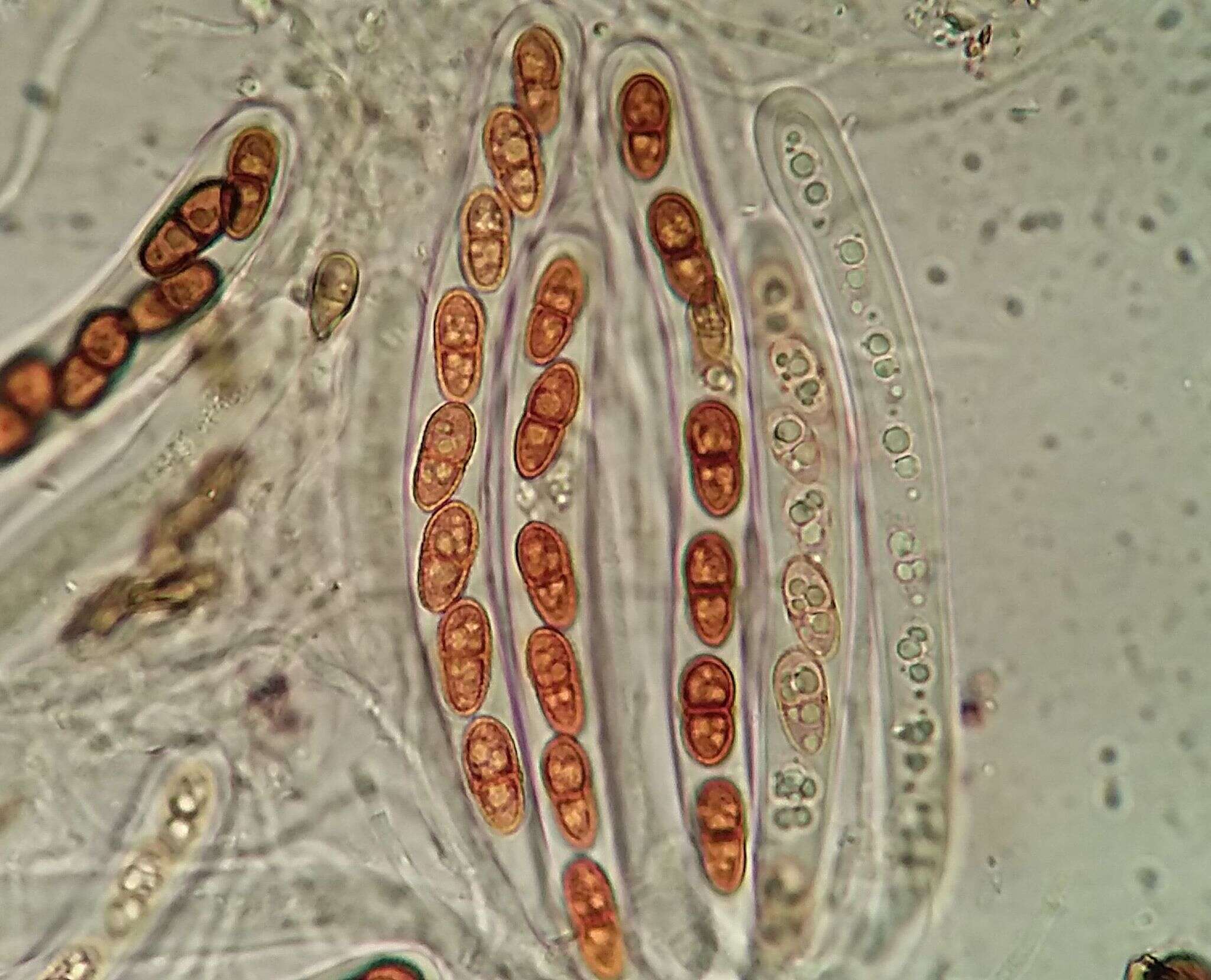 Image of Polycoccum slaptonense