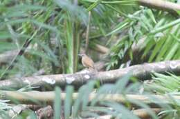 Image of Cocoa Thrush