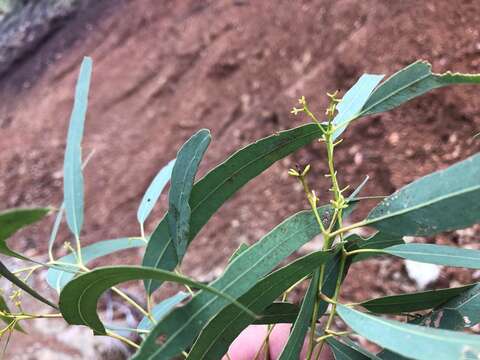 Слика од Eucalyptus crebra F. Müll.