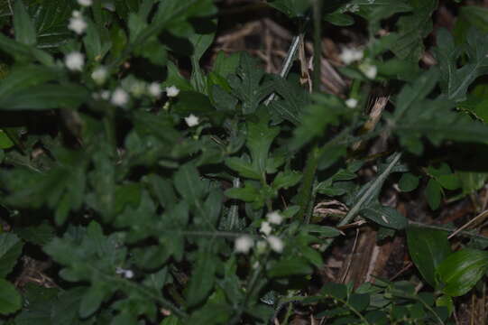 Image of Parthenium bipinnatifidum (Ortega) Rollins