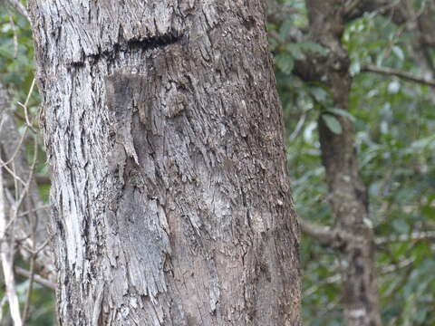 Image of Eucalyptus bosistoana F. Müll.