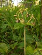 Image of Hautbois Strawberry