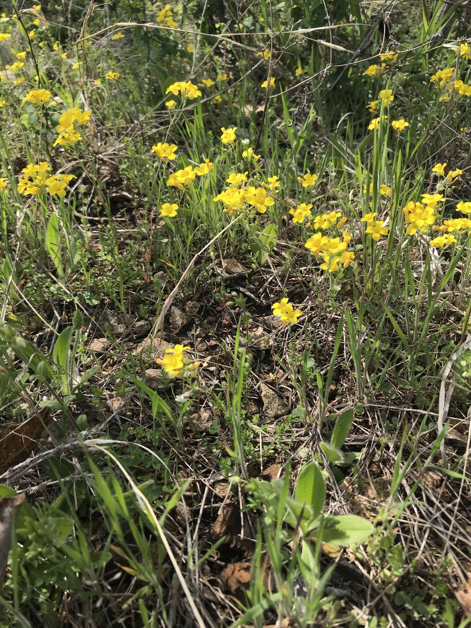 Image of Missouri bladderpod