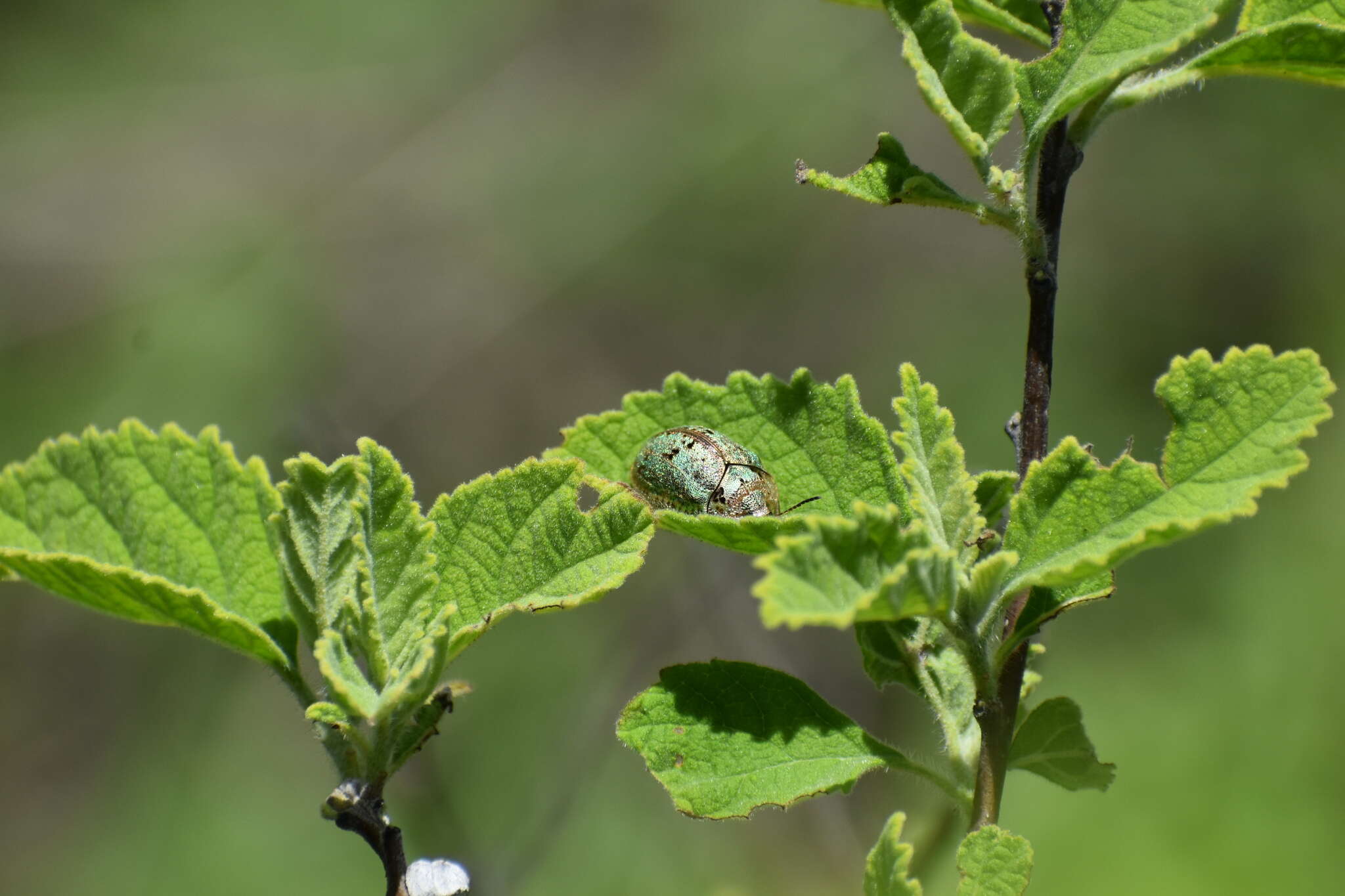 Слика од Physonota alutacea Boheman 1854