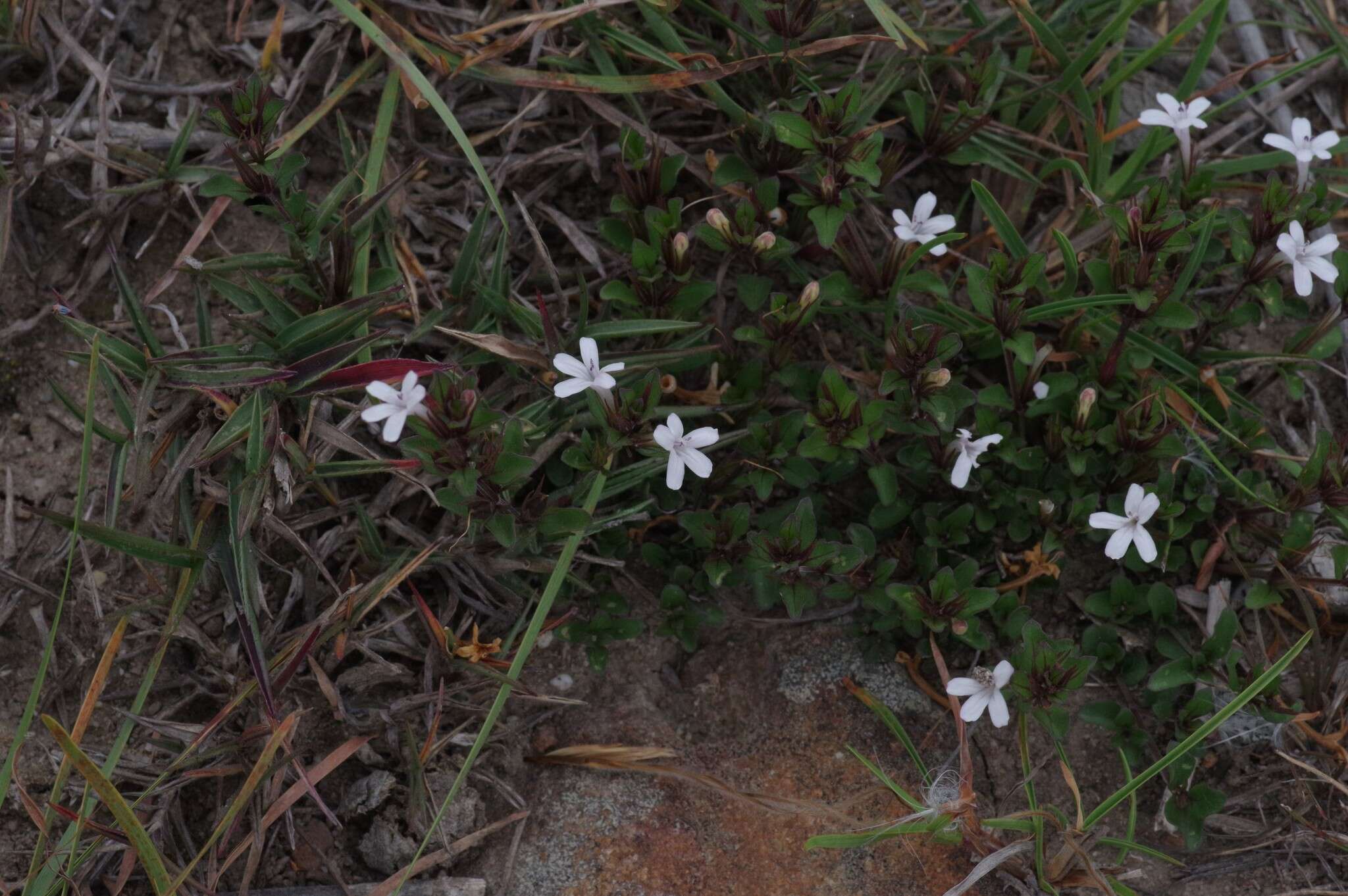 Image of Dyschoriste setigera (Pers.) J. C. Manning & Goldblatt