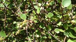 Image of maidenhair vine