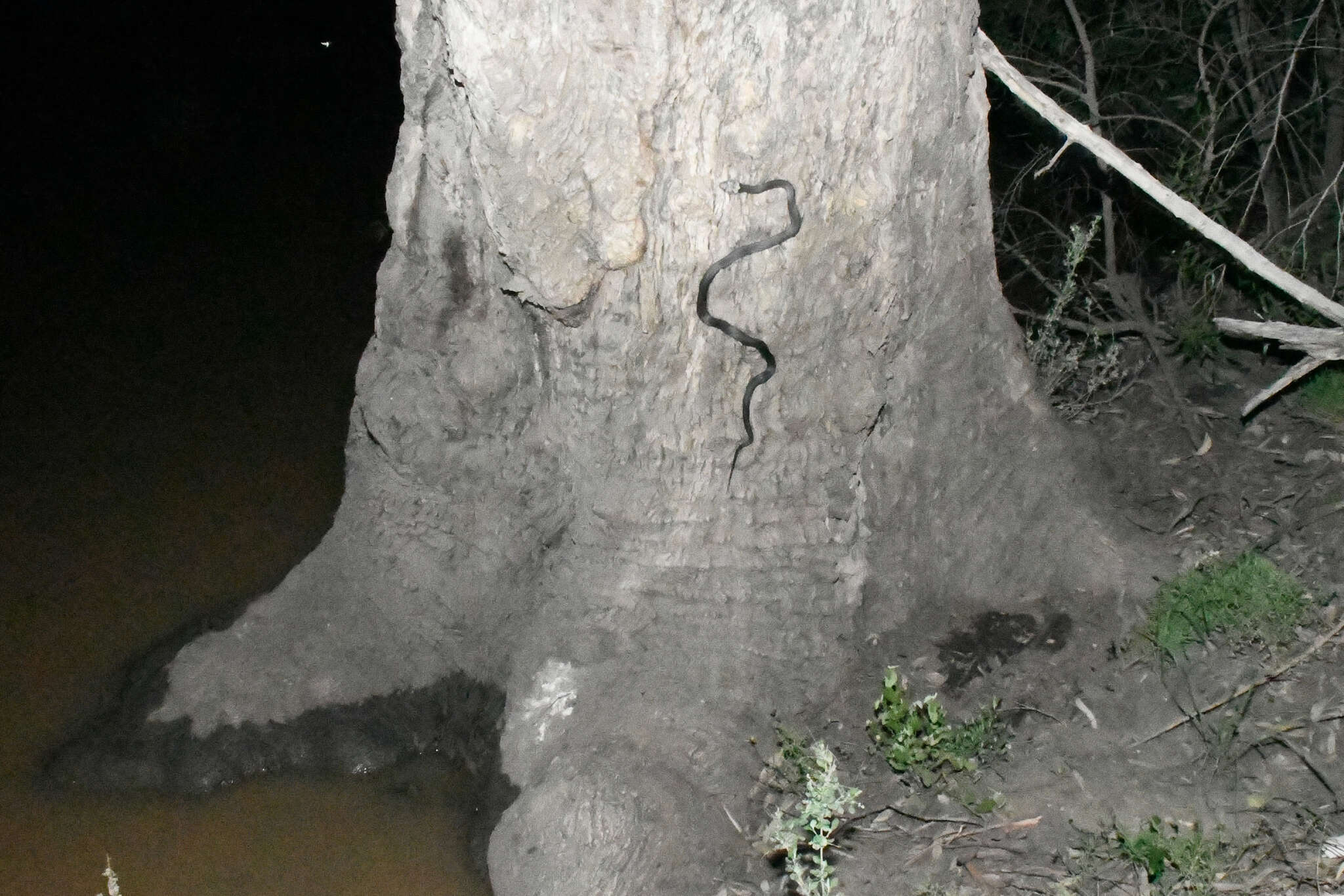 Image of Pale-headed Snake