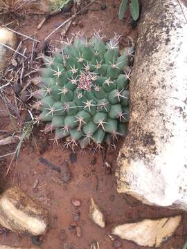 Image of little nipple cactus