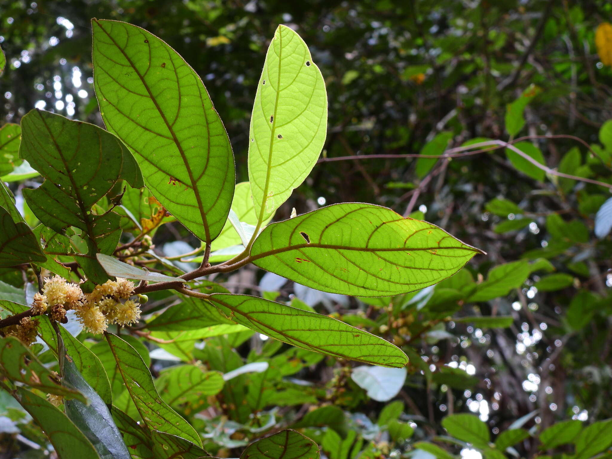 Image of Litsea leefeana (F. Müll.) Merr.