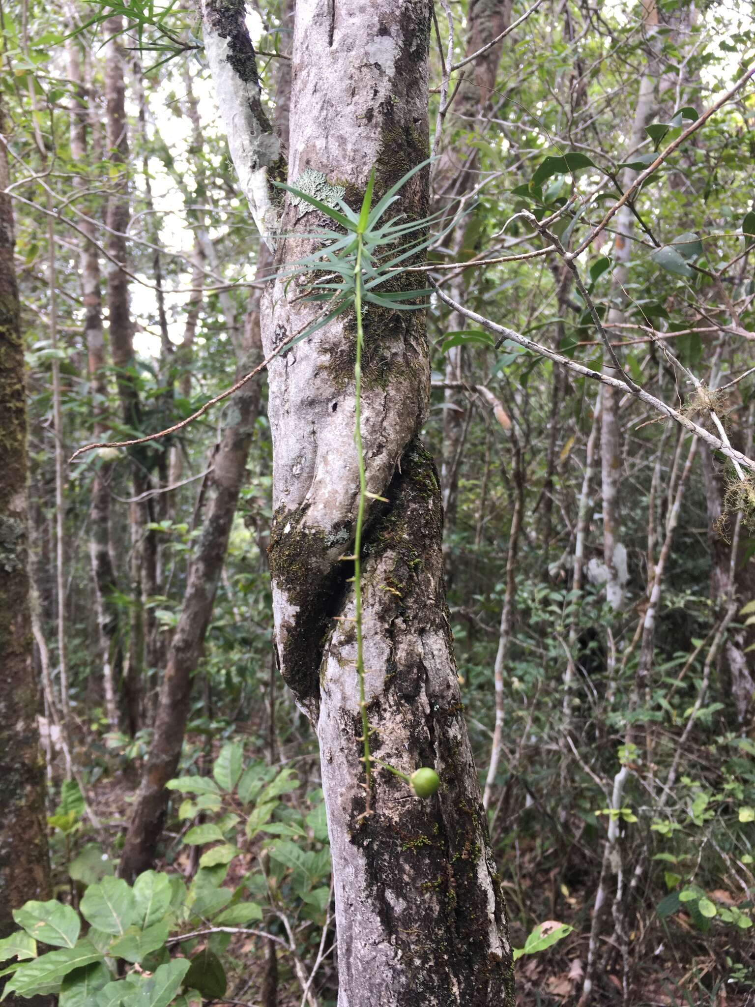 Слика од Dracaena reflexa Lam.