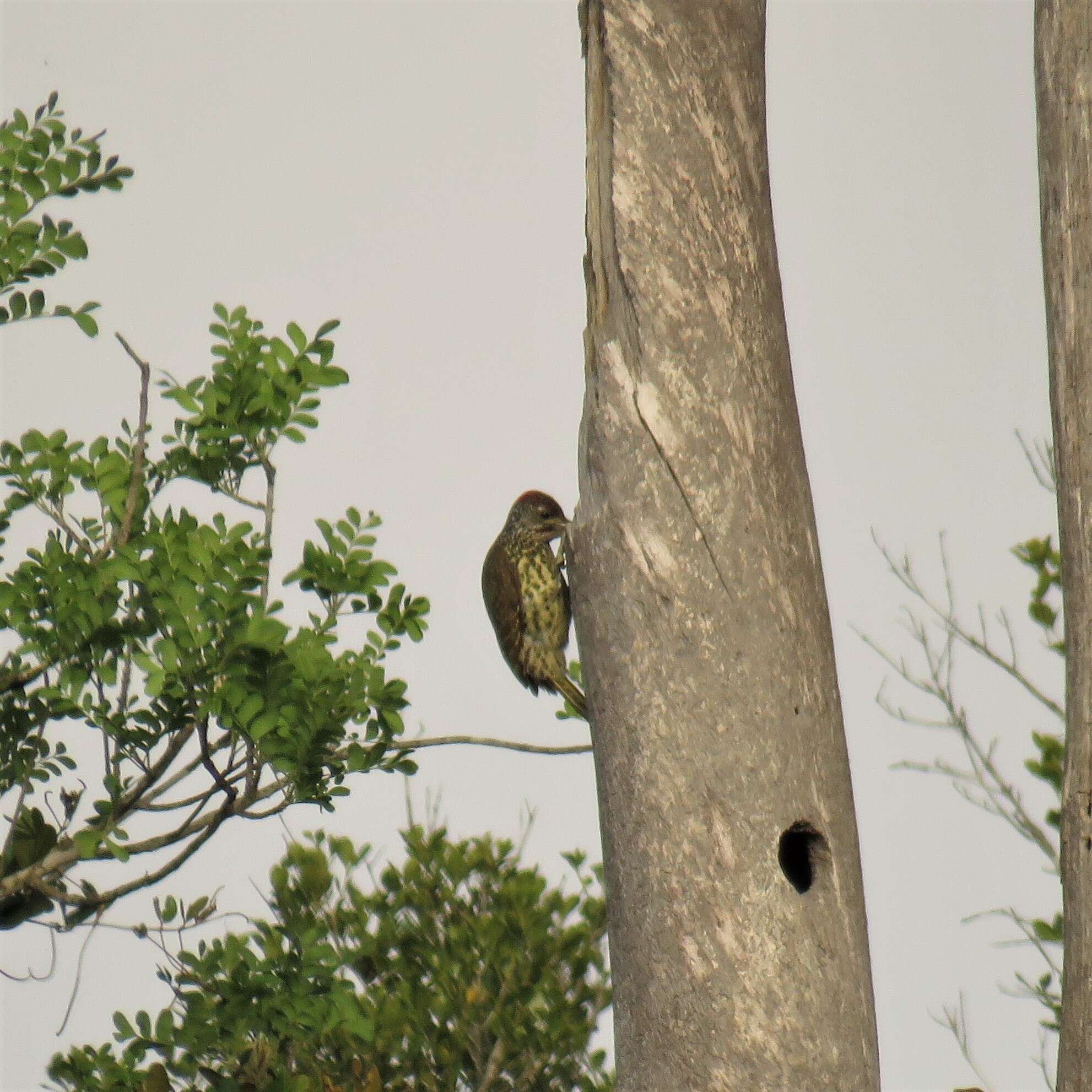 Image of Knysna Woodpecker