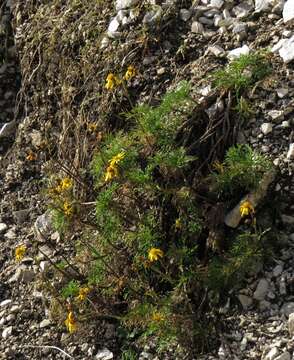 Jacobaea abrotanifolia (L.) Moench resmi