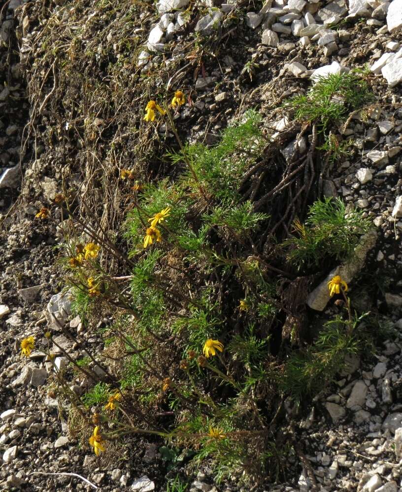 Jacobaea abrotanifolia subsp. abrotanifolia resmi