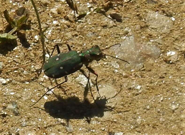 Image of Cicindela (Cicindela) maroccana Fabricius 1801