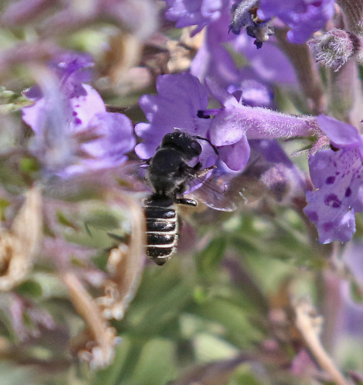 Megachile montivaga Cresson 1878 resmi