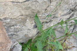 Image of Hieracium lachenalii subsp. acuminatum (Jord.) Zahn