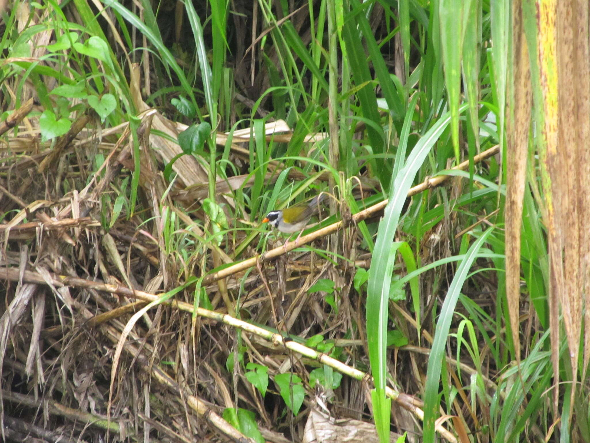 Image of Orange-billed Sparrow