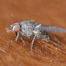 Image of Horn fly