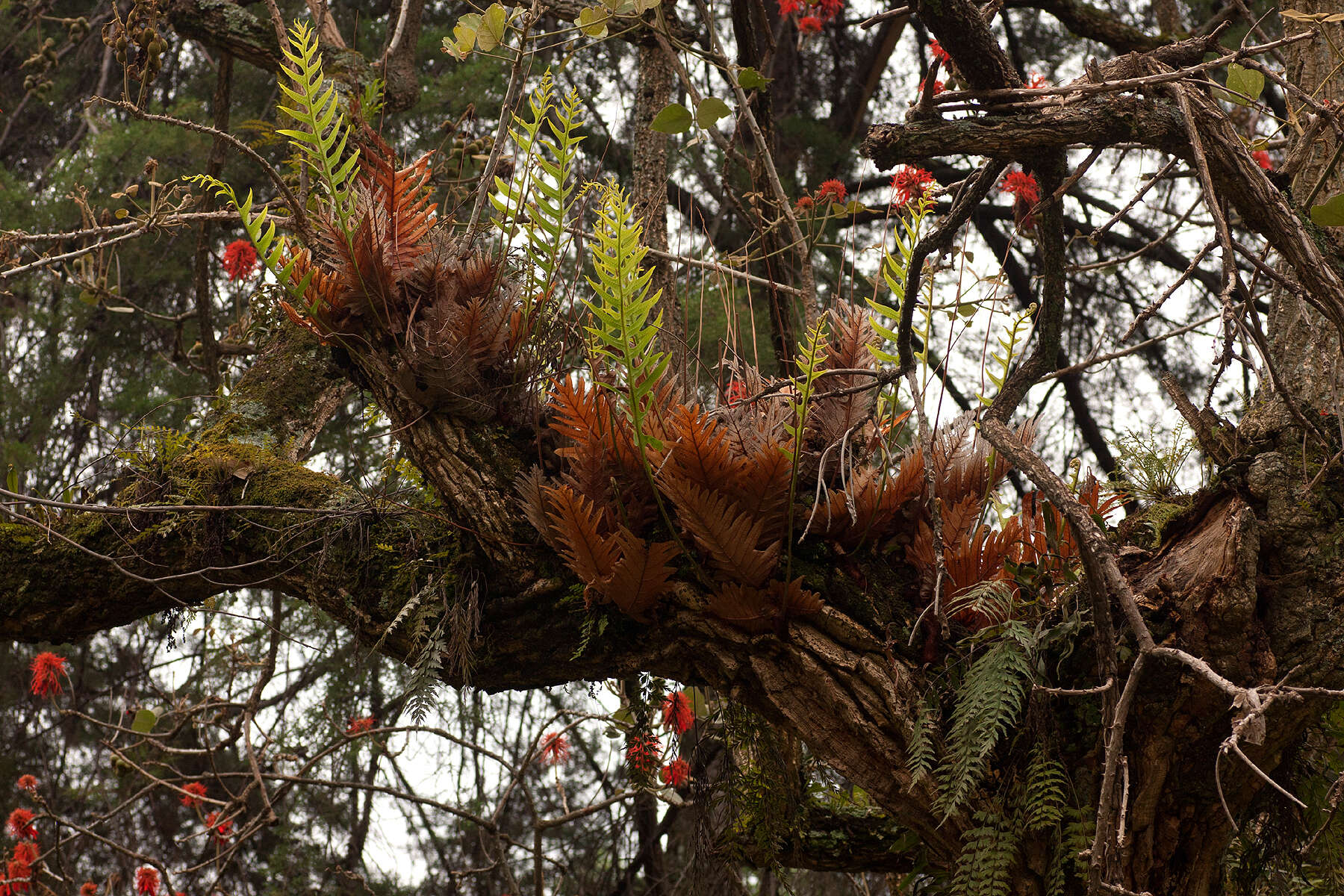 Imagem de Aglaomorpha volkensii (Hieron.) Hovenkamp & S. Linds.